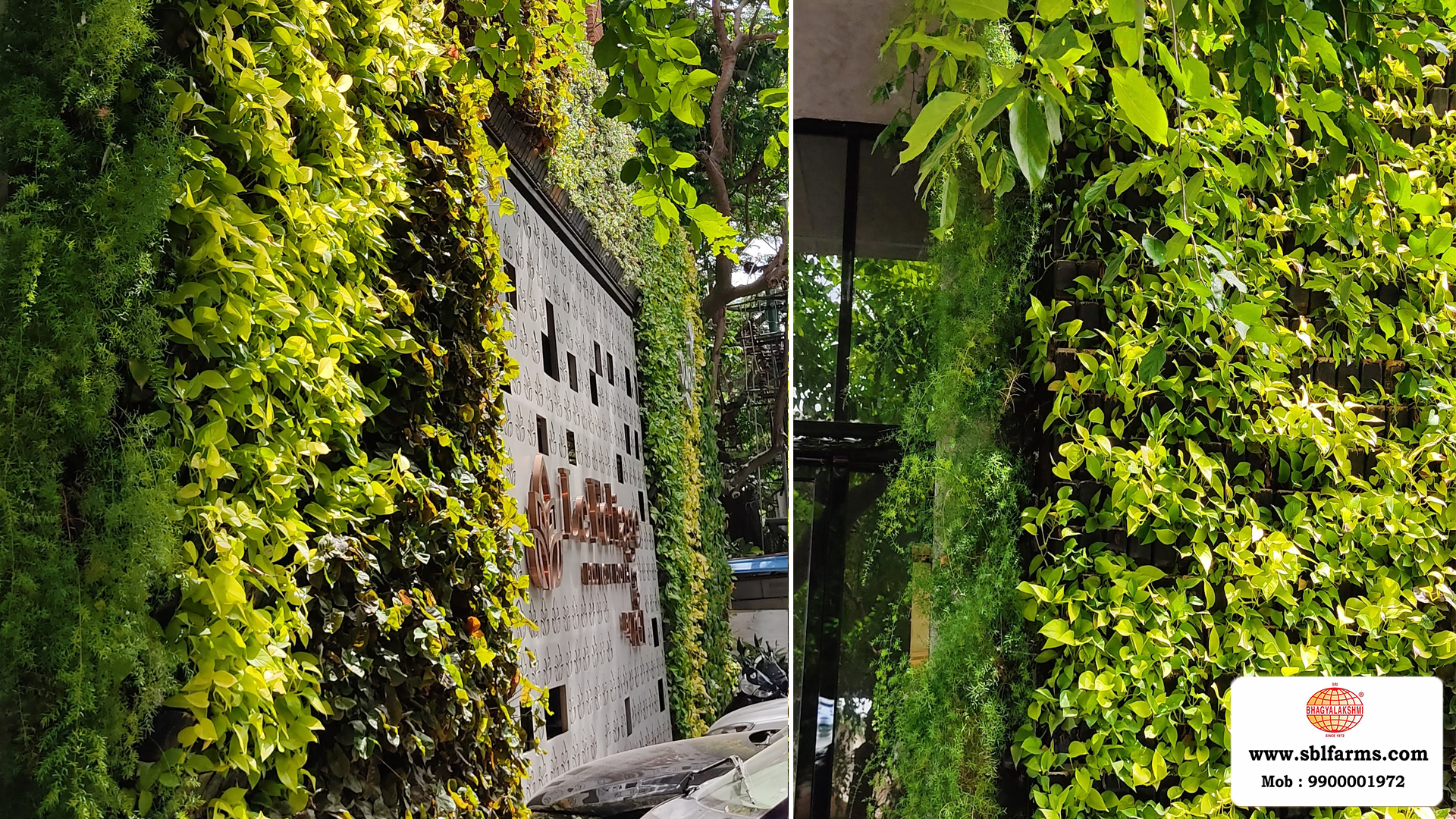 Sbl Farms Green walls and Living walls, Vertical Garden, Bio Curtains,Green wall or vertical garden installed  for Le Foliage hotel Sumo Group  in JP Nagar Bangalore from Sri bhagyalakshmi Farms